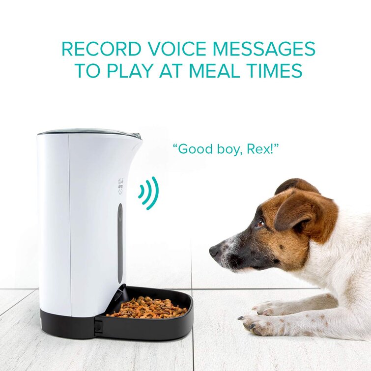 Dog food timer outlet feeder